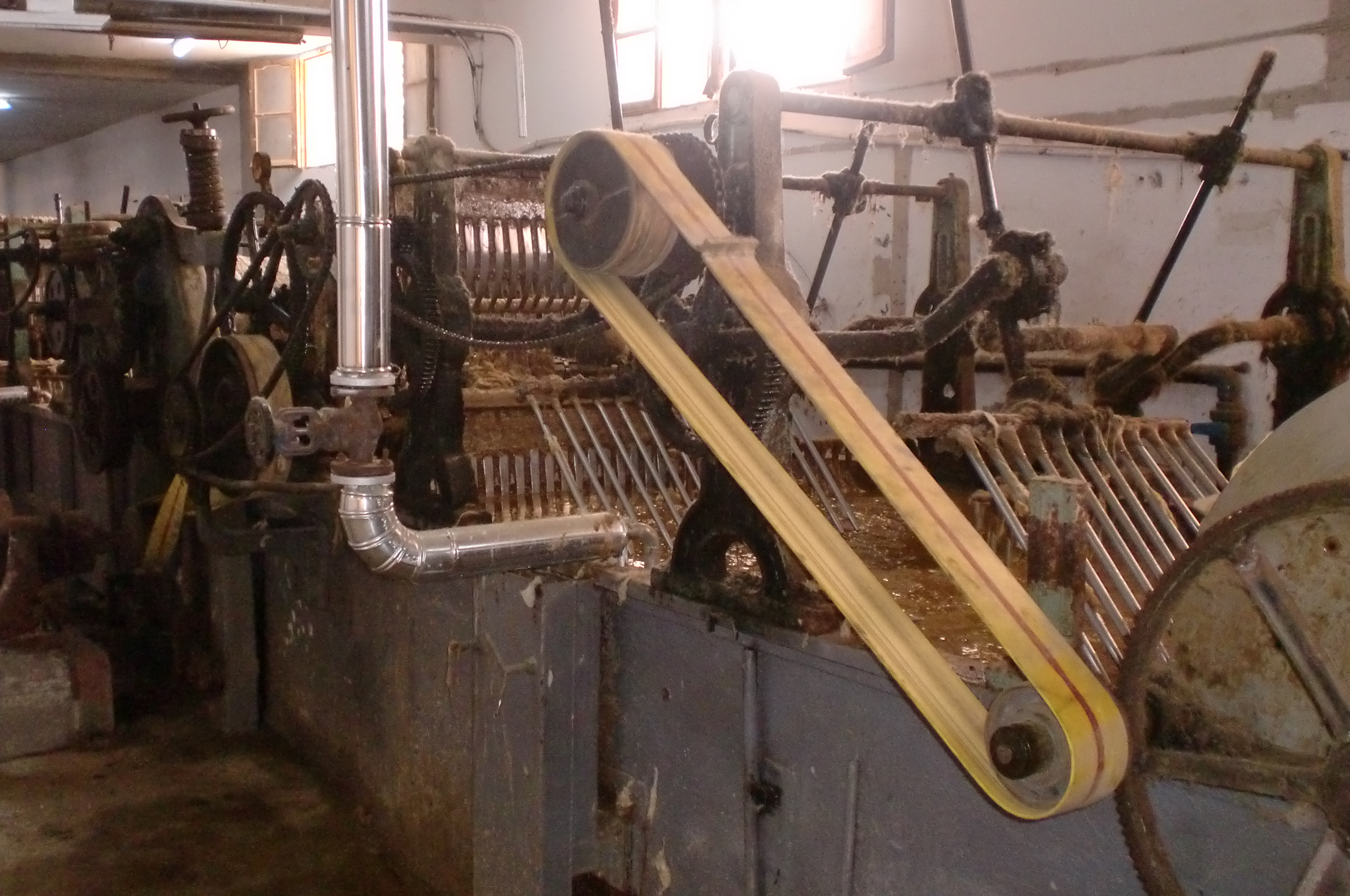 Toumi laine wool export tunisia