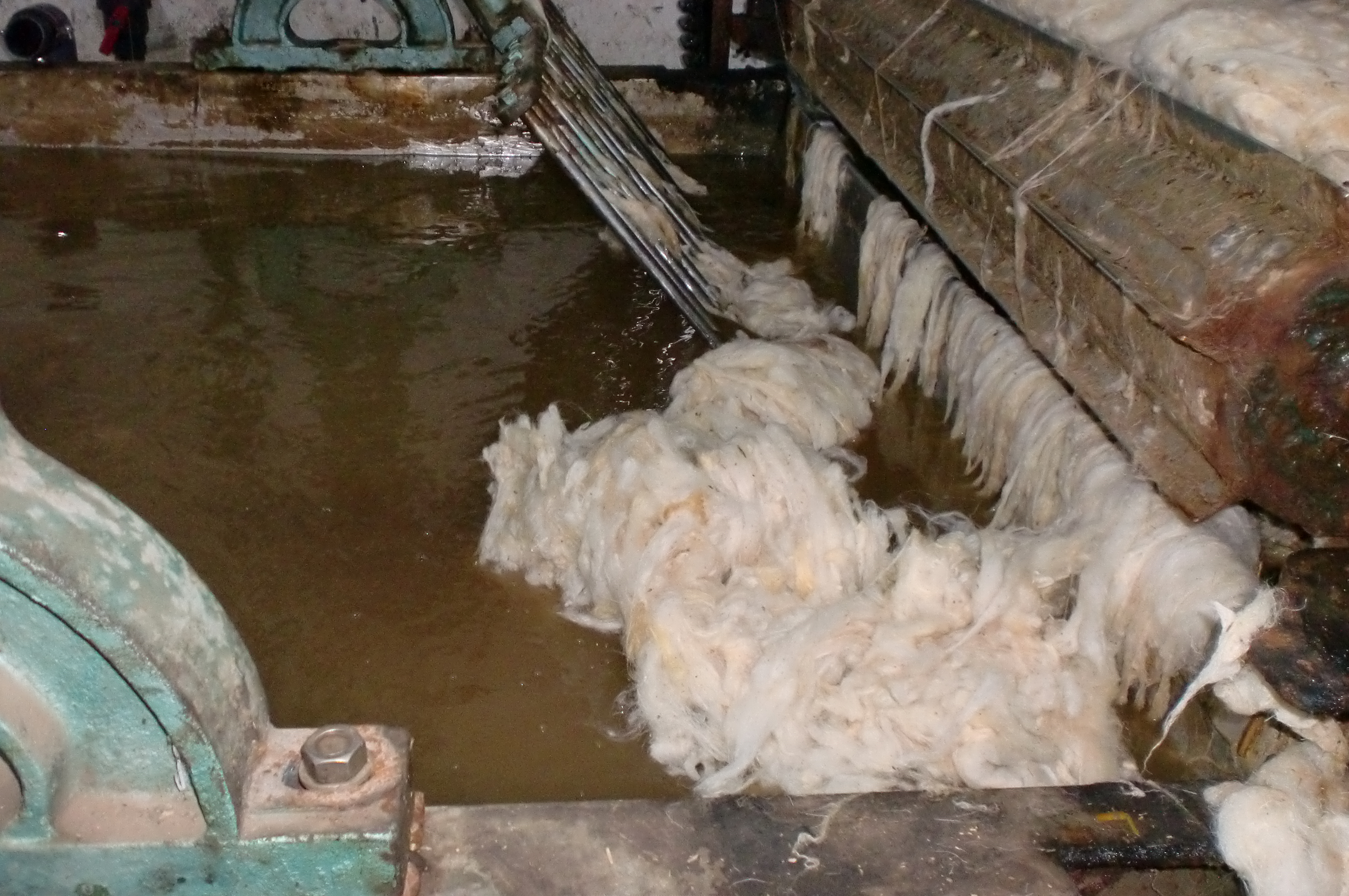 Toumi laine wool export tunisia