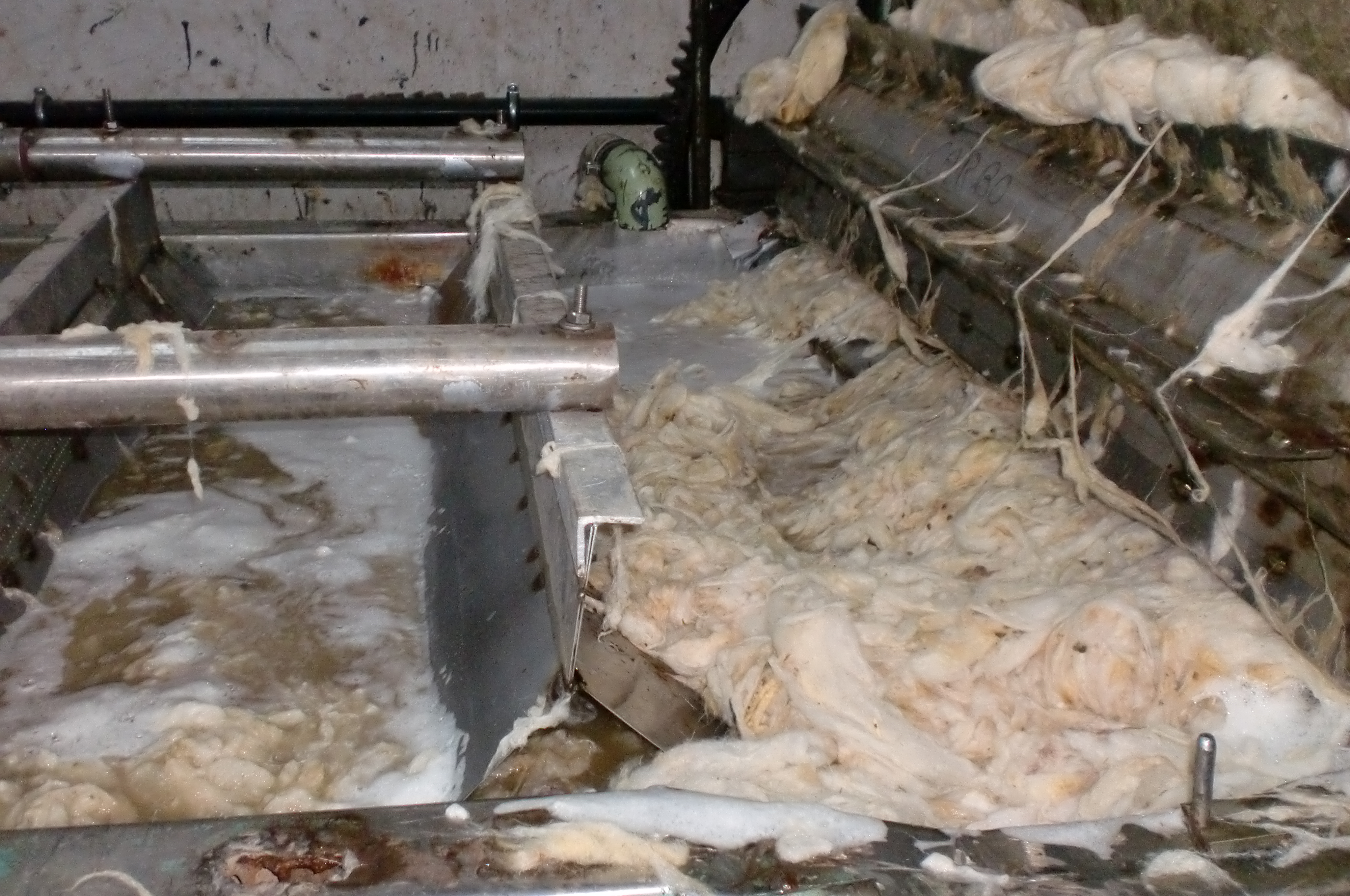 Toumi laine wool export tunisia