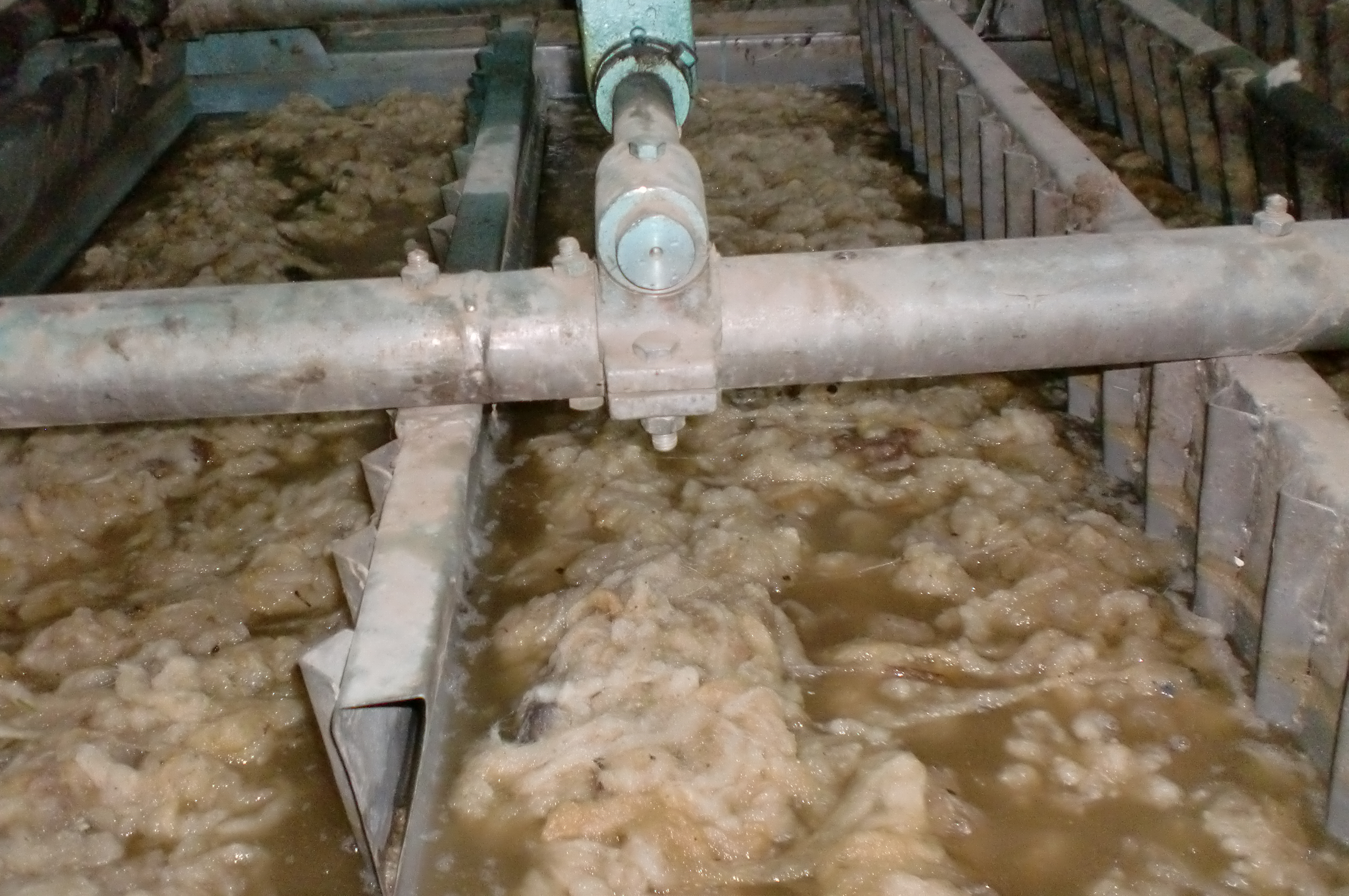 Toumi laine wool export tunisia